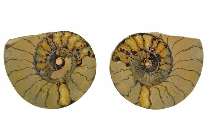 Sliced, Iron Replaced Fossil Ammonite - Morocco #138027